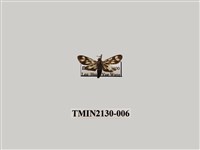 藏品(海南禾斑蛾)的圖片